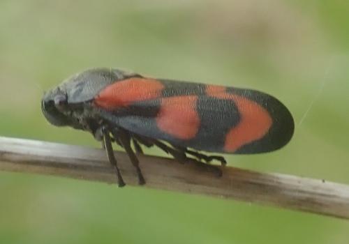 Cercopis vulnerata